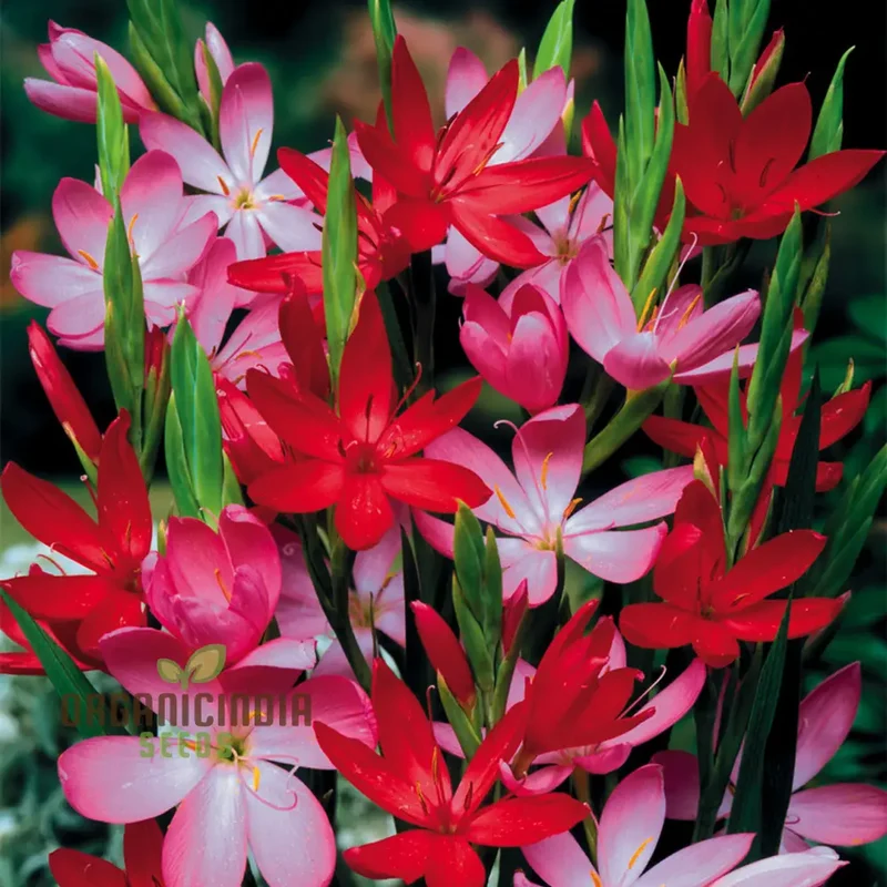Schizostylis Mixed Colours Seeds for Gardening Enthusiasts | Premium Flower Seeds