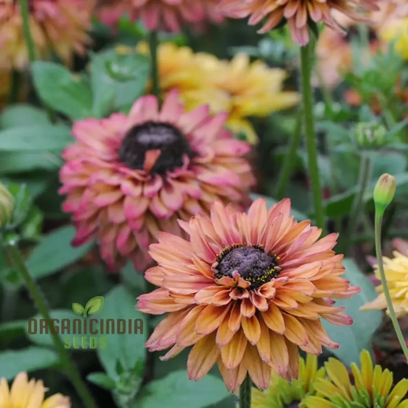 Rudbeckia Hirta 'Sahara' Flower Seeds For Planting, Beautiful Sahara Black-Eyed Susans for a Colorful Garden Display