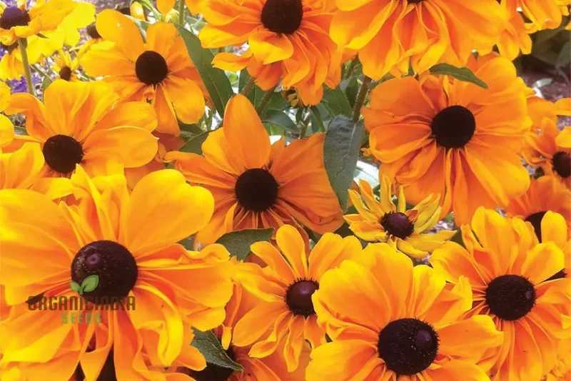 Rudbeckia Hirta 'Marmalade' Flower Seeds For Planting, Vibrant Marmalade Black-Eyed Susans for Beautiful Blooms