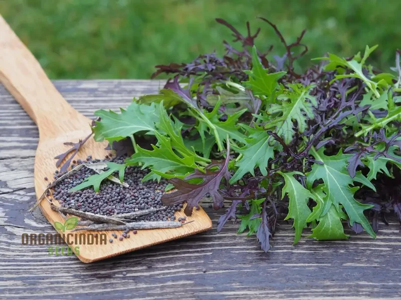 Mizuna Heirloom Mix Seeds - Premium Quality for Planting and Gardening
