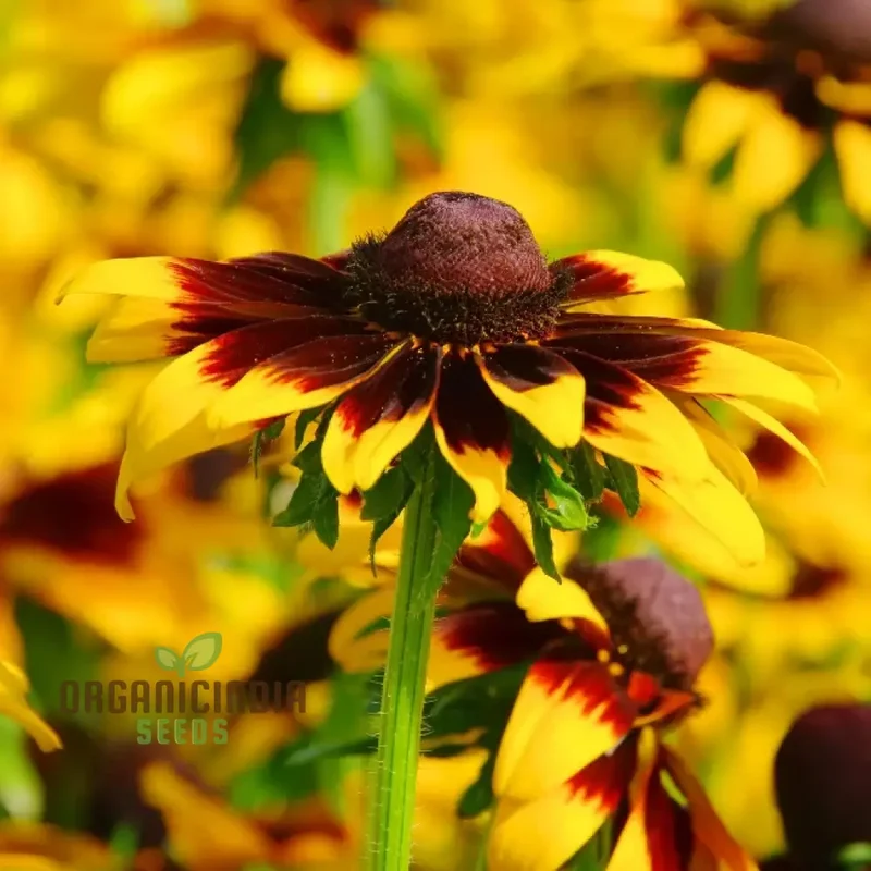 Rudbeckia Hirta 'Goldeneye' Seeds For Planting, Vibrant Black-Eyed Susan for Your Garden"