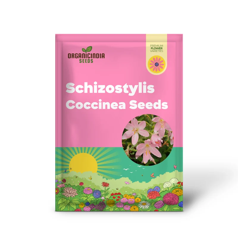Schizostylis Coccinea Pale Pink Seeds - Premium Gardening Flower Seeds for Stunning Blooms