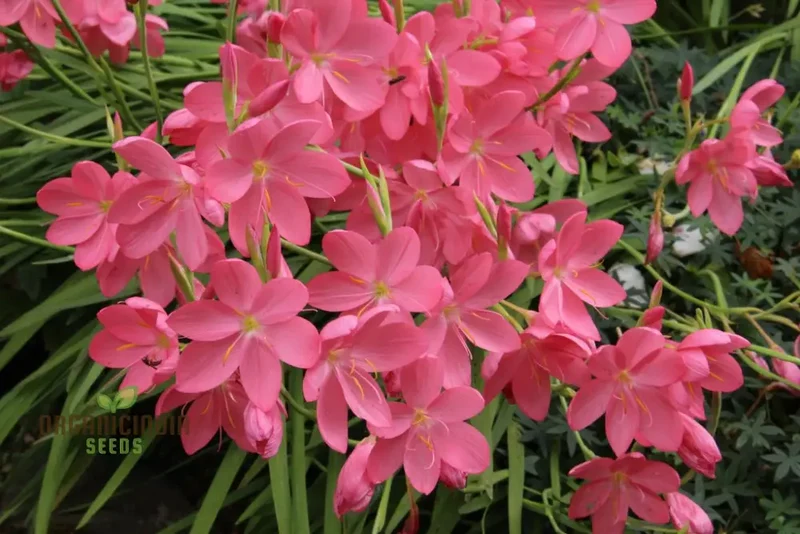 Schizostylis Coccinea Pale Pink Seeds - Premium Gardening Flower Seeds for Stunning Blooms
