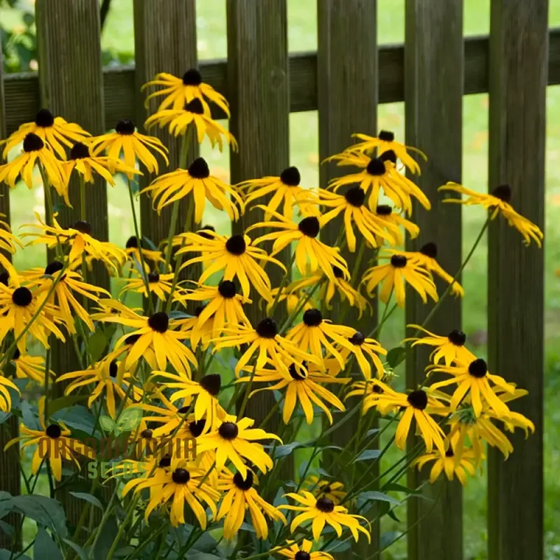 Black-Eyed Susan Flower Seeds For Planting, Rudbeckia Fulgida var. Sullivantii for Stunning Blooms
