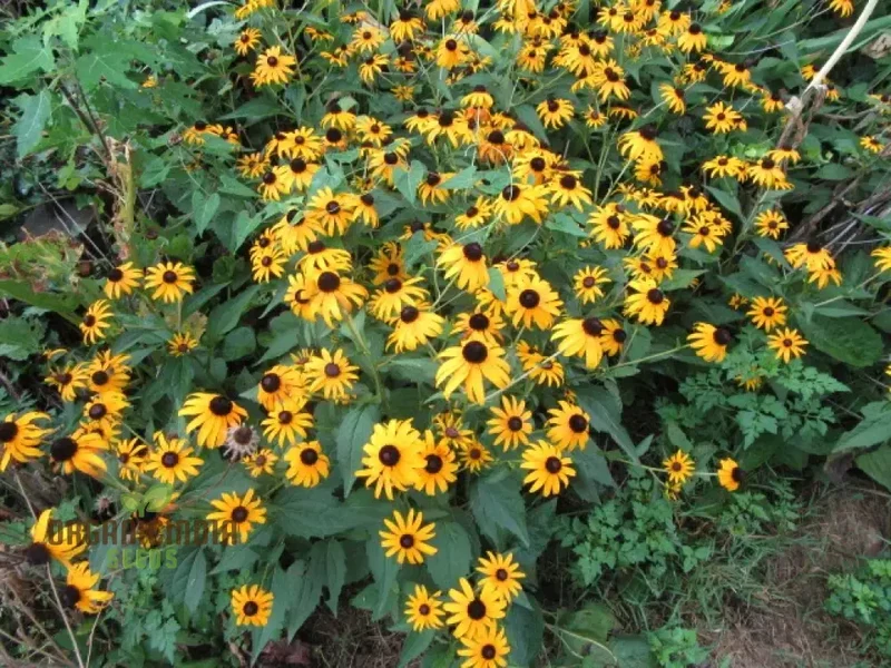 Black-Eyed Susan Flower Seeds For Planting, Rudbeckia Fulgida var. Sullivantii for Stunning Blooms