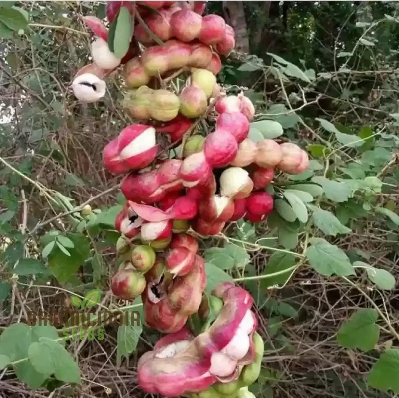 Jungle Jalebi Fruit Seeds, Exotic Tropical Fruit Seeds for Home Gardening, Rare & Unique Jungle Fruit Seeds for Your Garden