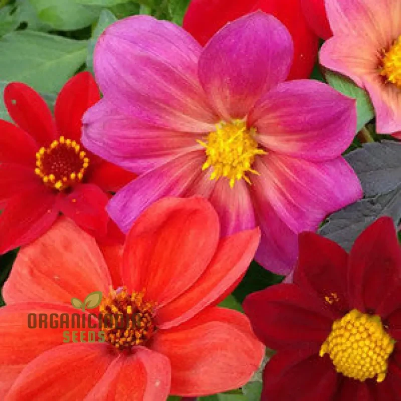 Tropaeolum Majus Nanum Single Mix Flower Seeds, Compact Nasturtiums for Beautiful Displays