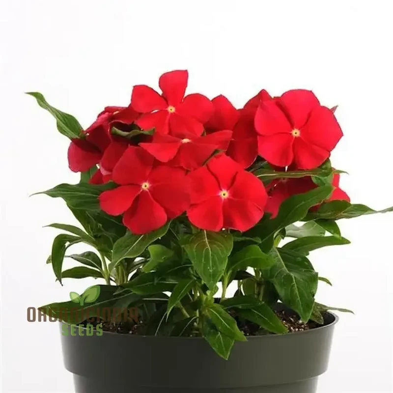 Vinca Pacifica XP Red Really Flower Seeds, Premium Annual Blooms, Hardy & Vibrant Garden