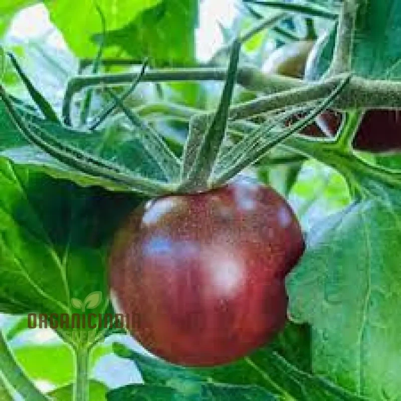 Tomato Seeds, Black Cherry Variety for Planting and Gardening