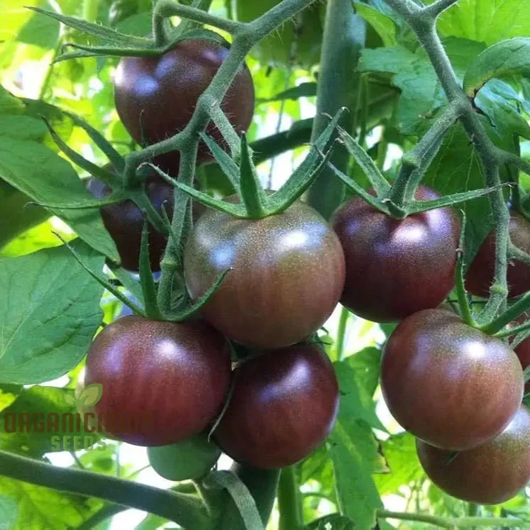 Tomato Seeds, Black Cherry Variety for Planting and Gardening