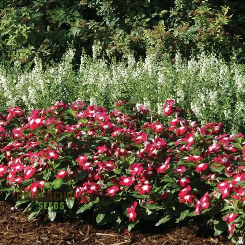 Vinca Pacifica XP Burgundy Flower Seeds, Premium, Hardy Annuals for Vibrant Garden Blooms
