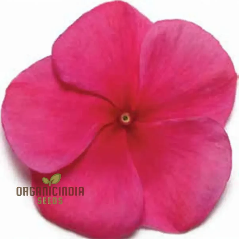 Vinca Pacifica XP Burgundy Flower Seeds, Premium, Hardy Annuals for Vibrant Garden Blooms