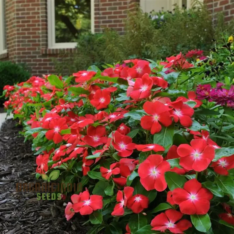 Vinca Pacifica XP Burgundy Flower Seeds, Premium, Hardy Annuals for Vibrant Garden Blooms