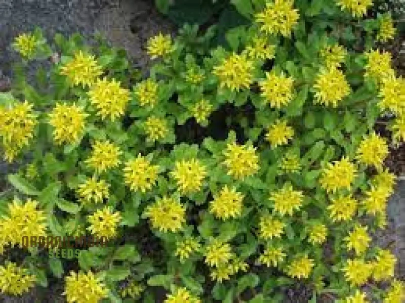 Sedum Ellacombeanum Seeds for Gardening Enthusiasts | Rare Succulent Plant Seeds for Home Garden | Buy Sedum Seeds Online