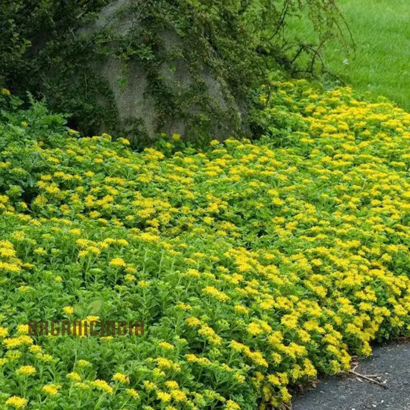 Sedum Ellacombeanum Seeds for Gardening Enthusiasts | Rare Succulent Plant Seeds for Home Garden | Buy Sedum Seeds Online