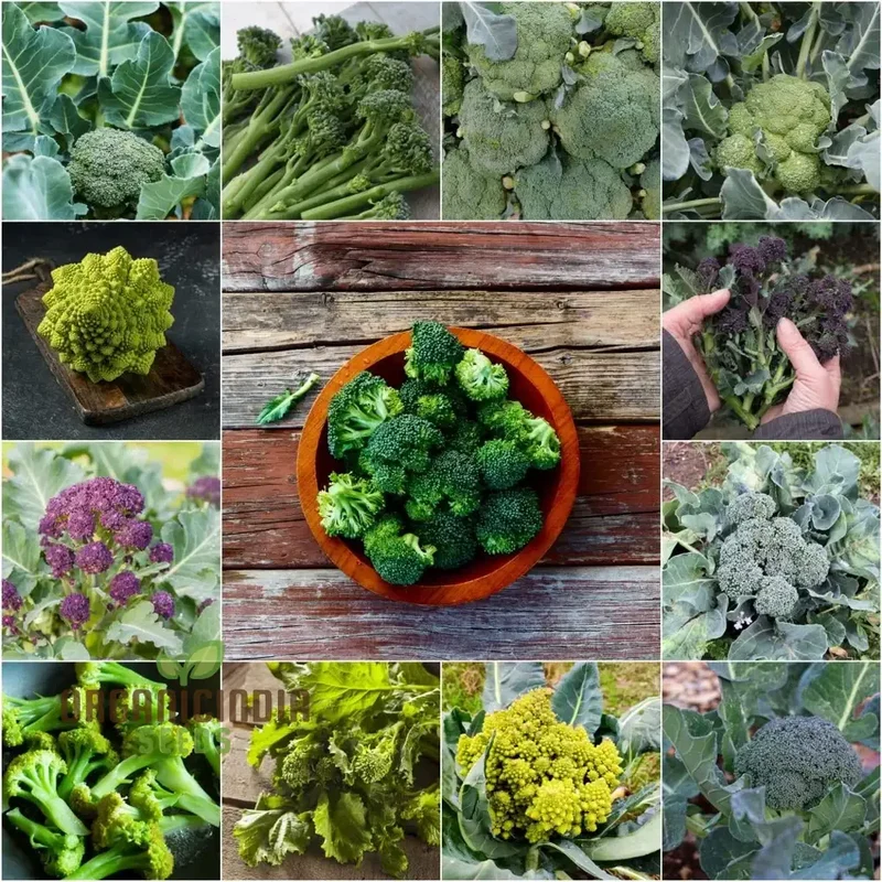 Broccoli - Heirloom Mix Vegetable Seeds For Planting, Diverse Varieties for a Nutritious Garden
