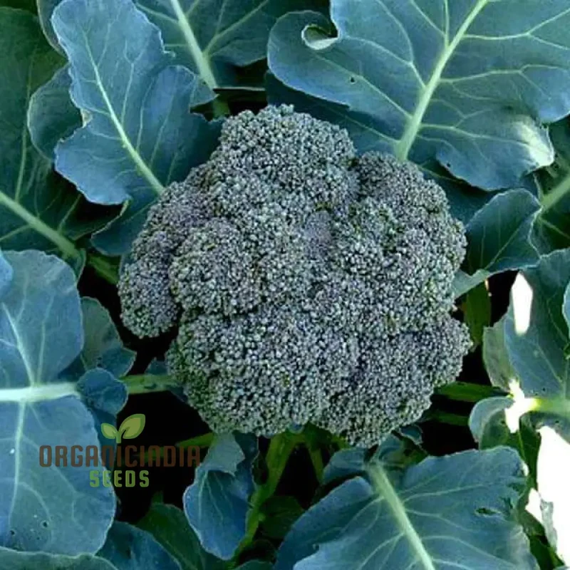 Broccoli - Heirloom Mix Vegetable Seeds For Planting, Diverse Varieties for a Nutritious Garden