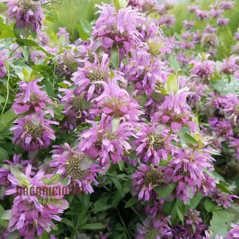 Monarda Hybrida 'Lambada' Flower Seeds for Planting, Vibrant Perennial Blooms for Gardening