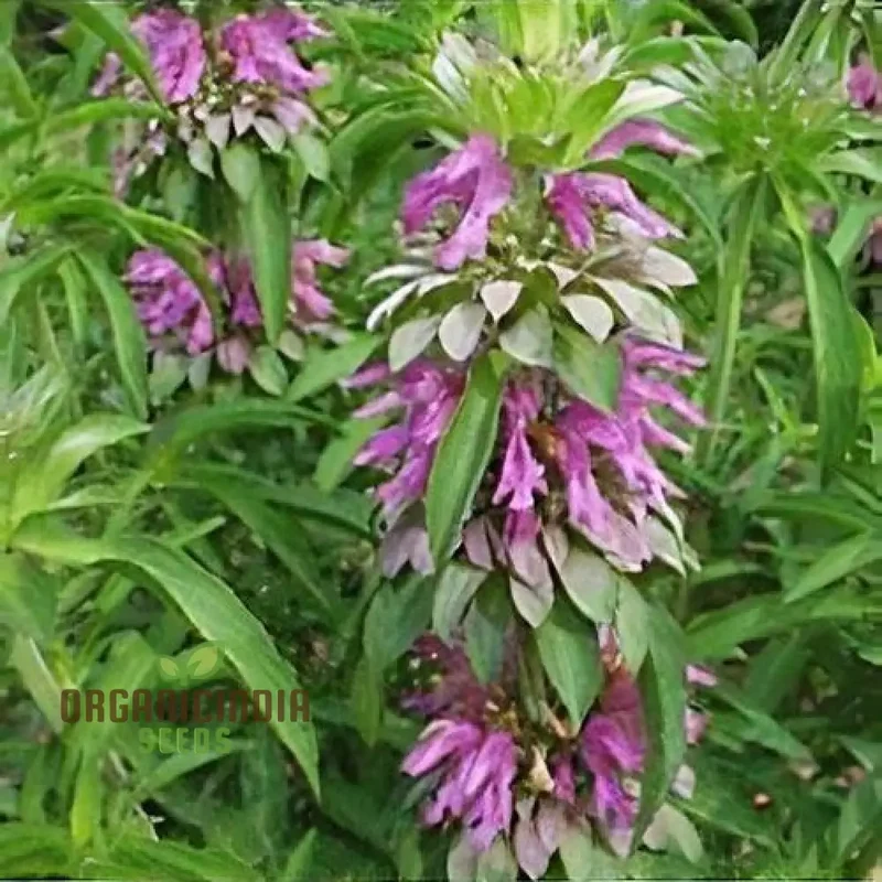 Monarda Hybrida 'Lambada' Flower Seeds for Planting, Vibrant Perennial Blooms for Gardening