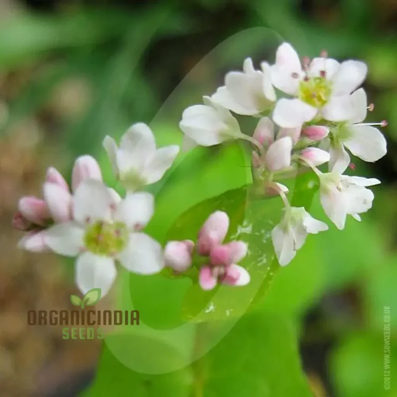 Green Manure Buckwheat Seeds - Ideal for Planting and Soil Enrichment