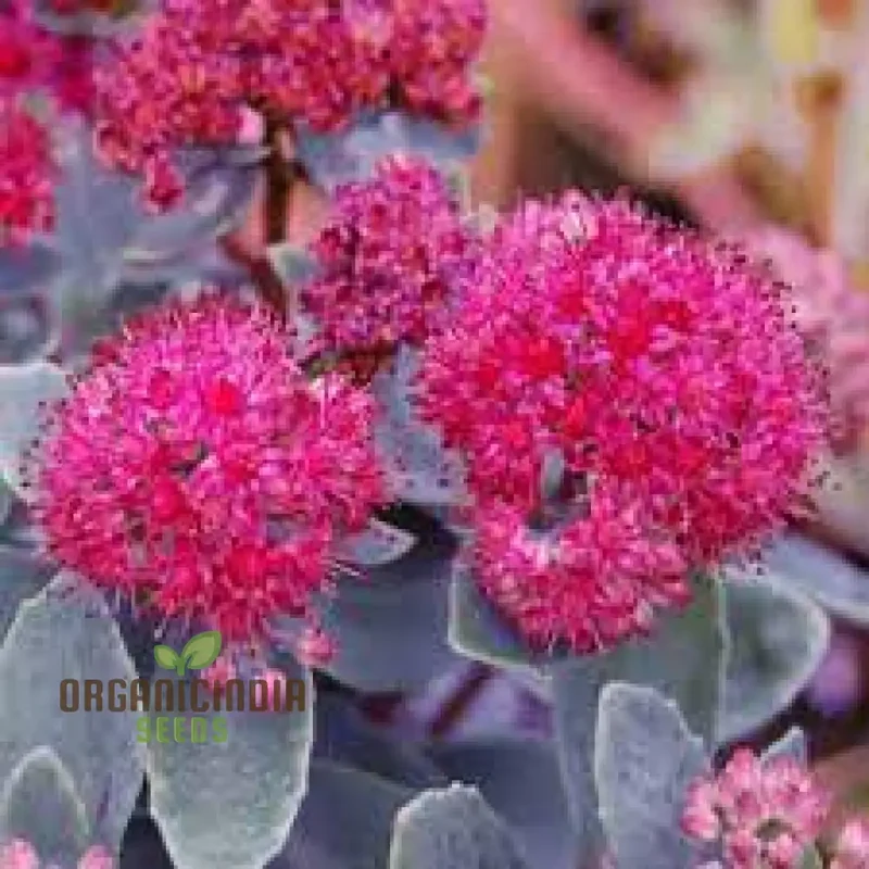 Rare Sedum Belgian Chocolate Seeds for Gardening Enthusiasts - Hardy Succulent Plant Seeds for Outdoor Gardens and Containers