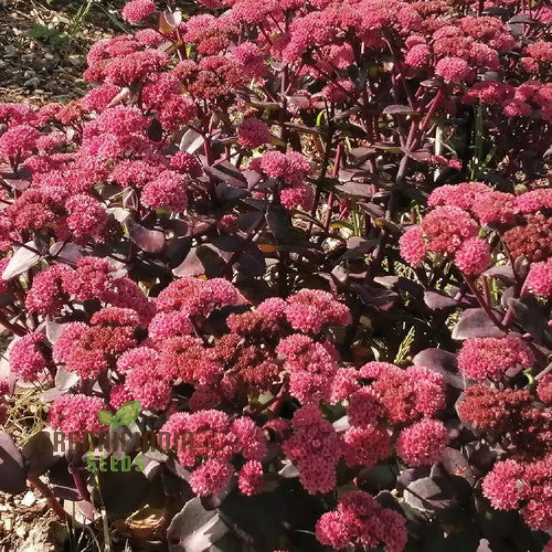 Rare Sedum Belgian Chocolate Seeds for Gardening Enthusiasts - Hardy Succulent Plant Seeds for Outdoor Gardens and Containers