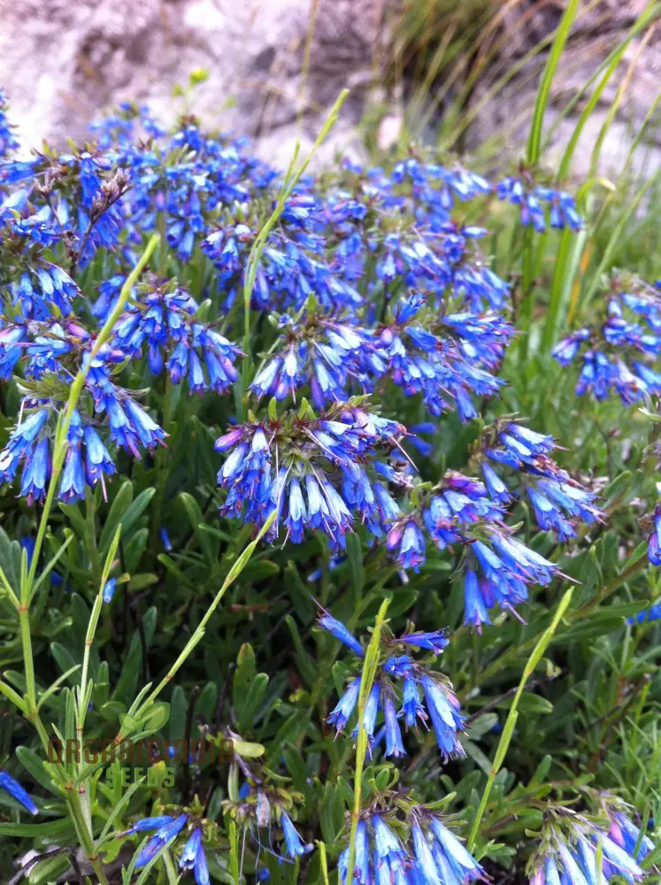 Moltkia Petraea Flower Seeds, Perfect for Gardening Enthusiasts, Vibrant Blooms, Ideal for Creating Stunning Garden