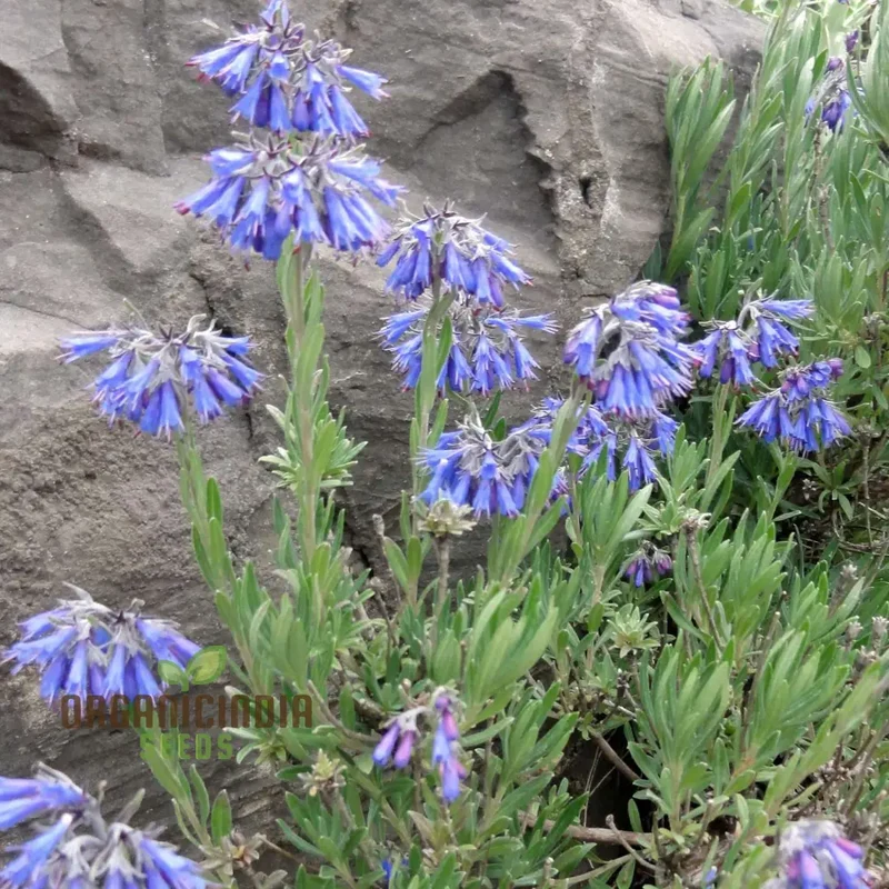 Moltkia Petraea Flower Seeds, Perfect for Gardening Enthusiasts, Vibrant Blooms, Ideal for Creating Stunning Garden