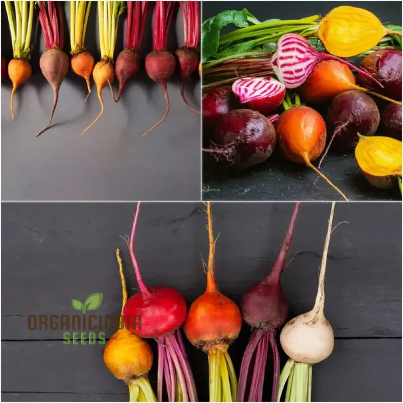 Beetroot - Heirloom Mix Vegetable Seeds For Planting, Diverse and Nutritious Varieties for Your Garden