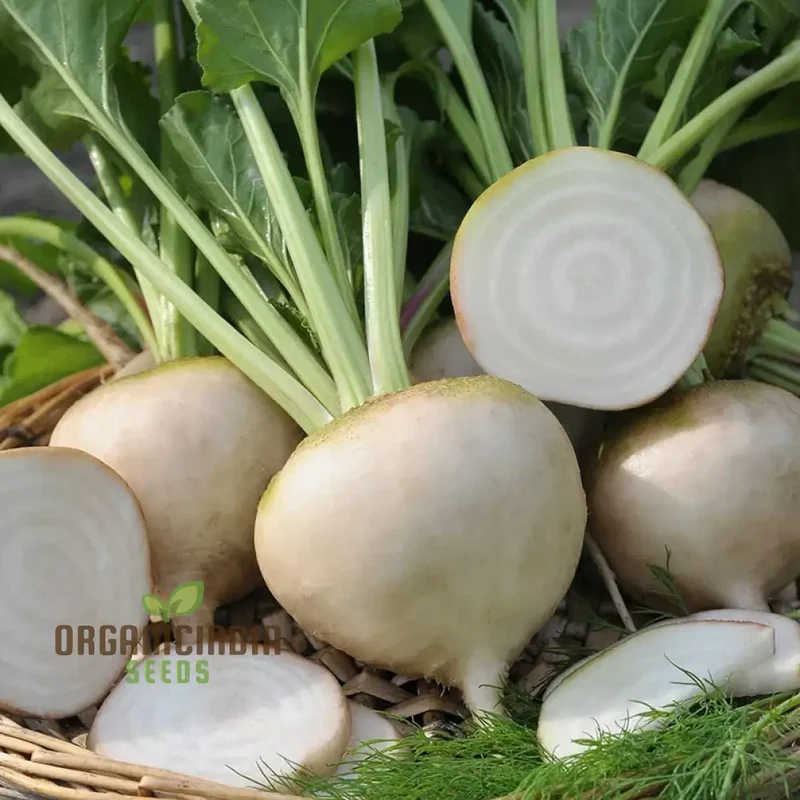 Beetroot - Heirloom Mix Vegetable Seeds For Planting, Diverse and Nutritious Varieties for Your Garden
