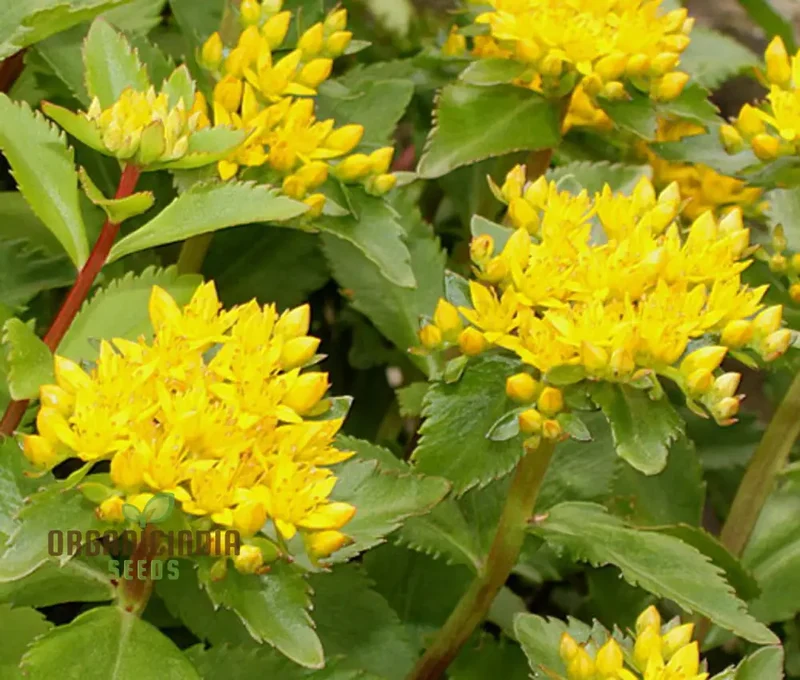 Sedum Aizoon Seeds for Planting
