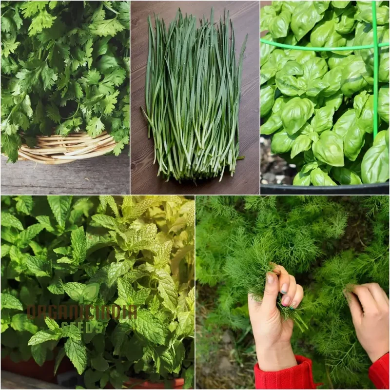 Culinary Seeds – Premium Quality Herb & Vegetable Seeds for Home & Garden Enthusiasts