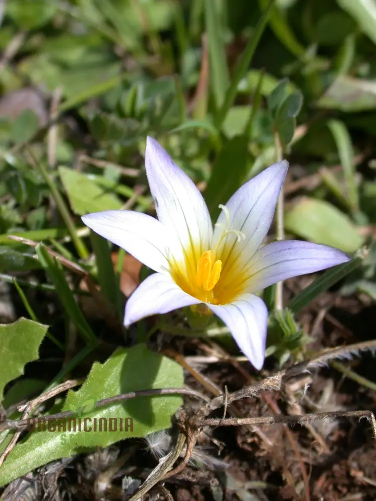 Romulea Zahnii Flower Seeds For Planting, Growing Rare and Elegant Blooms for Your Garden