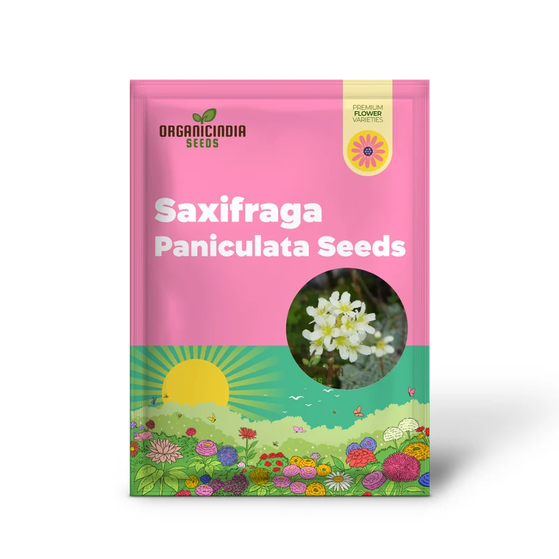 Saxifraga Paniculata Seeds, Premium Quality Gardening Seeds for Lush Rock Gardens
