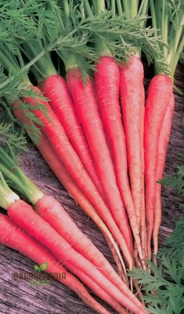 Carrot Seeds - Atomic Red for Planting & Gardening | Premium Quality Seeds