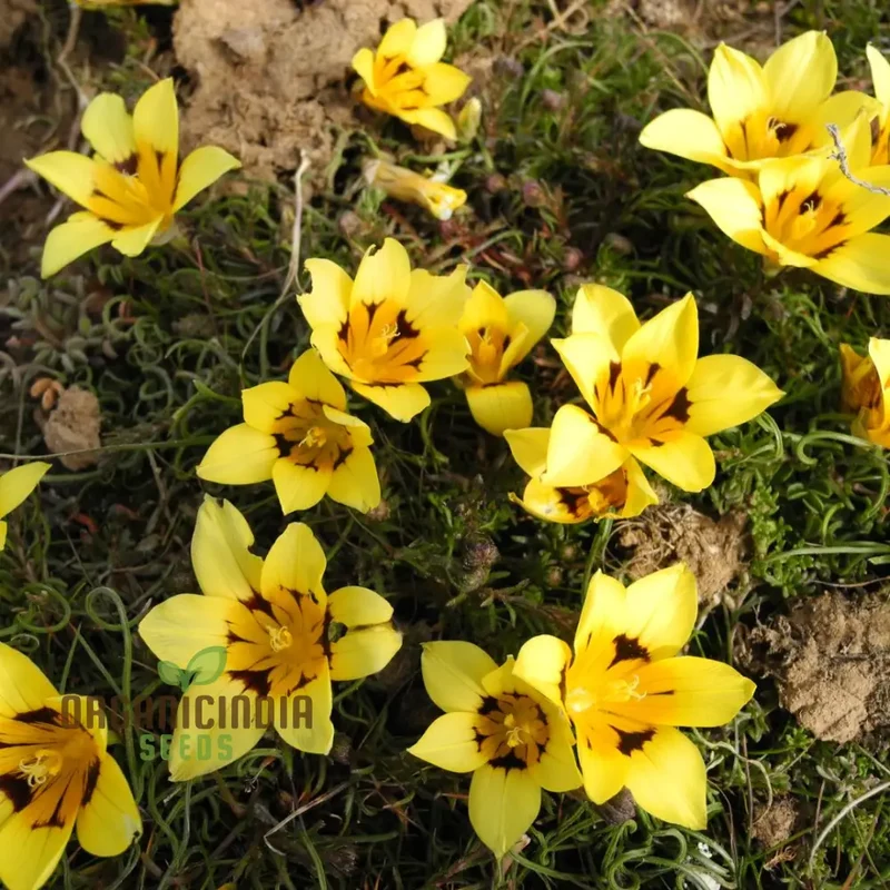 Romulea Tortuosa Flower Seeds For Planting, Cultivating Twisted Beauty and Unique Blooms for Your Garden