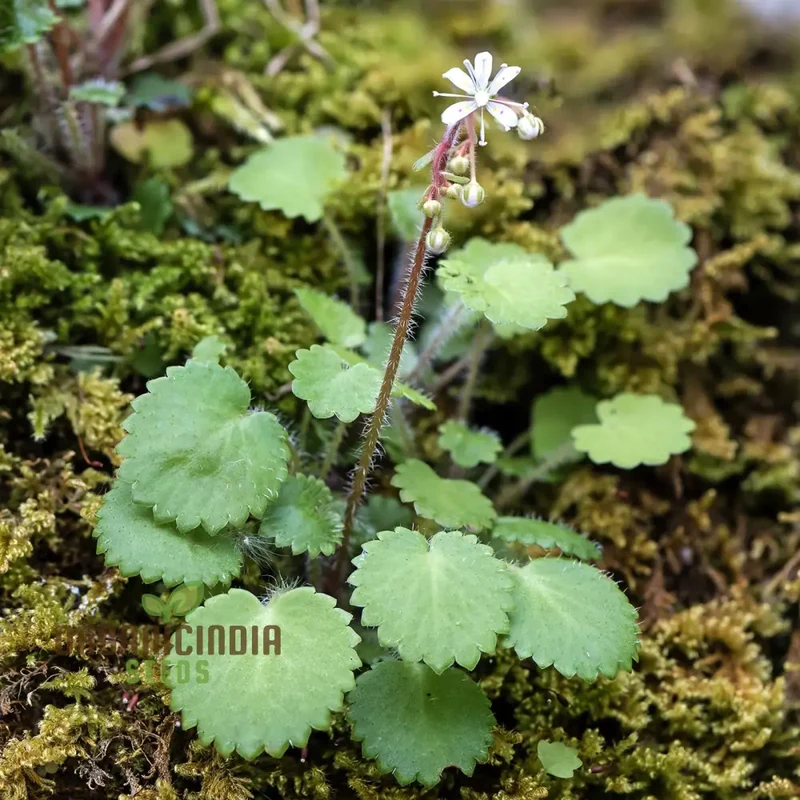 Saxifraga Hirsuta Seeds for Gardening - Perfect for Beautiful and Lush Gardens, High-Quality Seeds for Successful Planting and Growth
