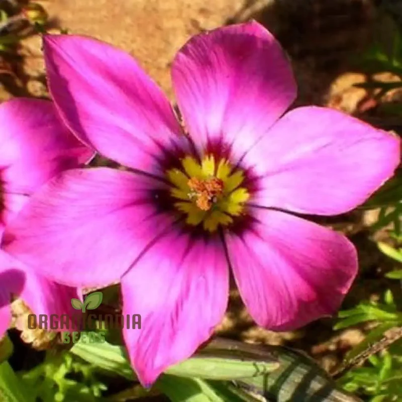 Romulea Tetragona Flower Seeds For Planting, Growing Exotic and Striking Blooms for Your Garden