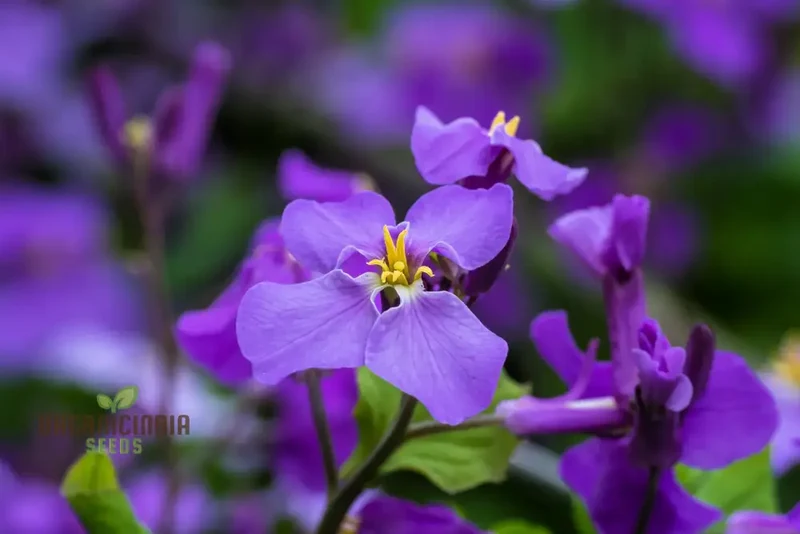 Chinese Violet Cress Seeds - Premium Quality for Planting and Gardening