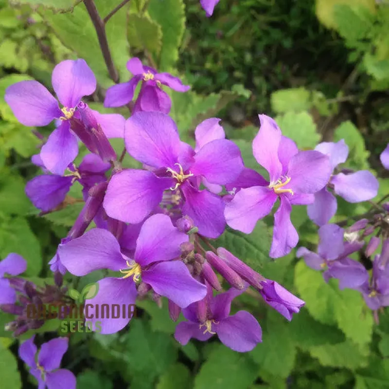 Chinese Violet Cress Seeds - Premium Quality for Planting and Gardening