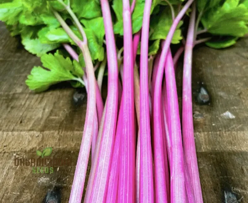 Celery Pink Vegetable Seeds For Planting, Wild Big Celery Seeds for a Unique and Flavorful Vegetable Garden