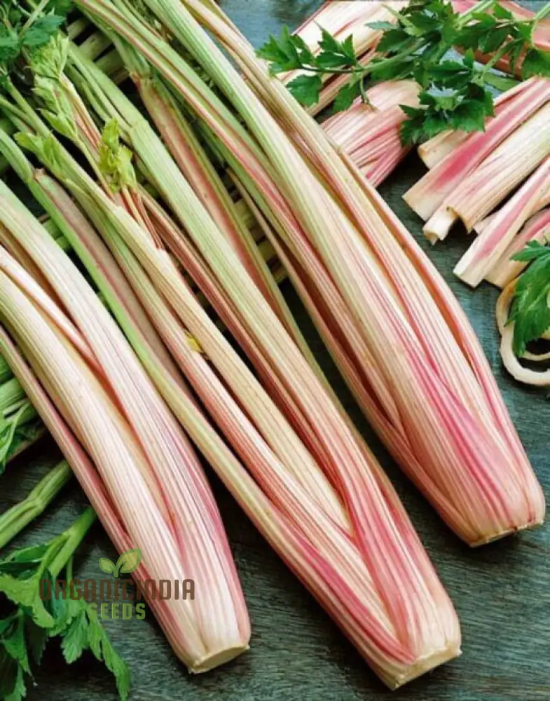Celery Pink Vegetable Seeds For Planting, Wild Big Celery Seeds for a Unique and Flavorful Vegetable Garden