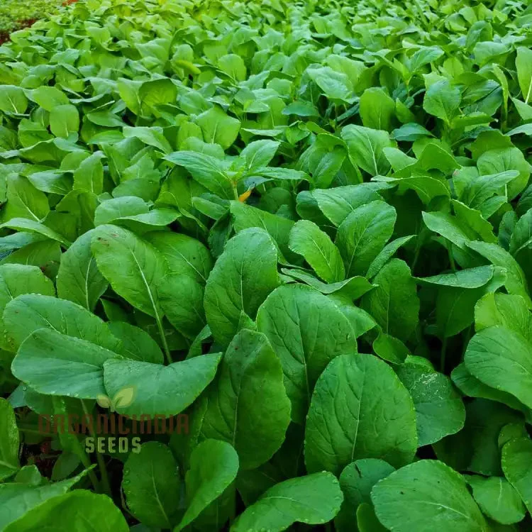 Tasty Mustard Mix Seeds for Gardening Enthusiasts Unique Blend of Spicy Mustard Greens for Your Garden