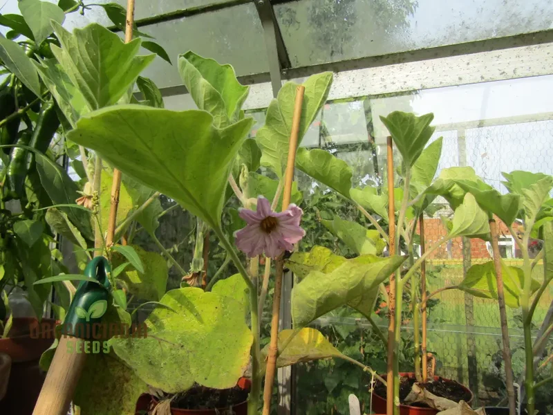 Aubergine or Eggplant F1 Seeds for Planting, Premium Vegetable Seeds for Your Garden