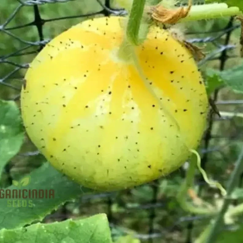 Cucumber (Outdoor) Crystal Apple Vegetable Seeds For Planting, Crisp and Refreshing Cucumber Seeds for Outdoor Gardens