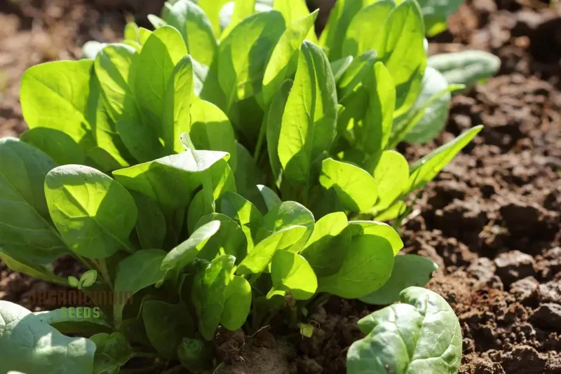 Perpetual Spinach Seeds for Gardening - High Yield, Nutrient-Rich, and Easy-to-Grow Leafy Greens for Year-Round Harvest