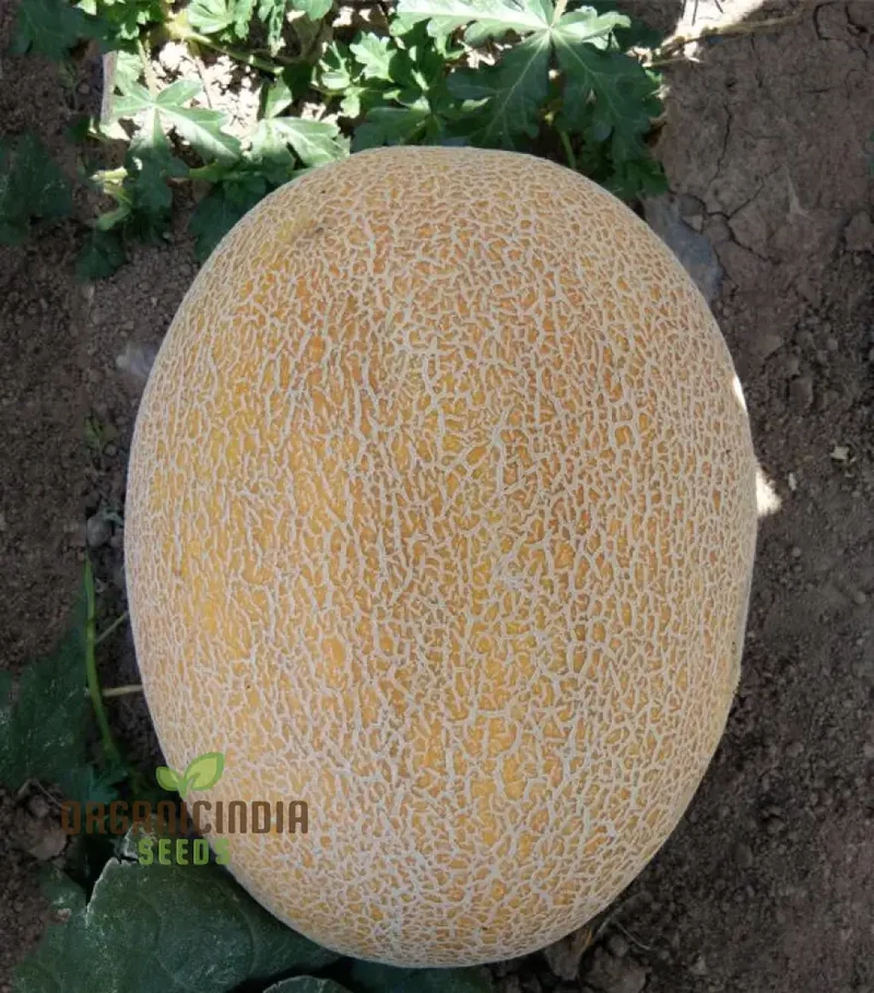 Ananas Melon Seeds for Planting - High-Quality Seeds for Your Garden