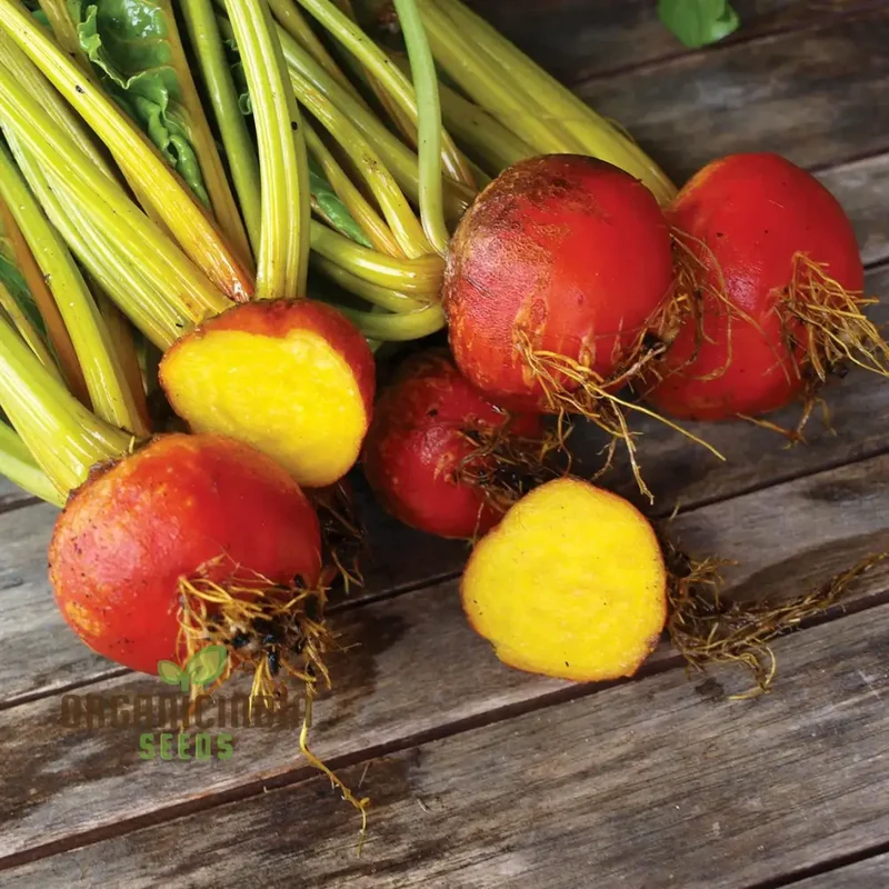 Yellow Beetroot Boldor F1 Vegetable Seeds for Planting, Premium Quality Seeds for Gardening