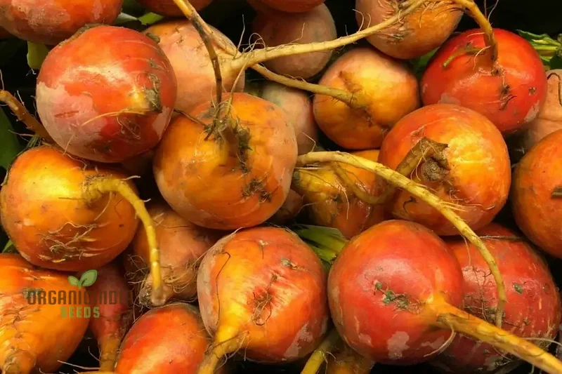 Yellow Beetroot Boldor F1 Vegetable Seeds for Planting, Premium Quality Seeds for Gardening