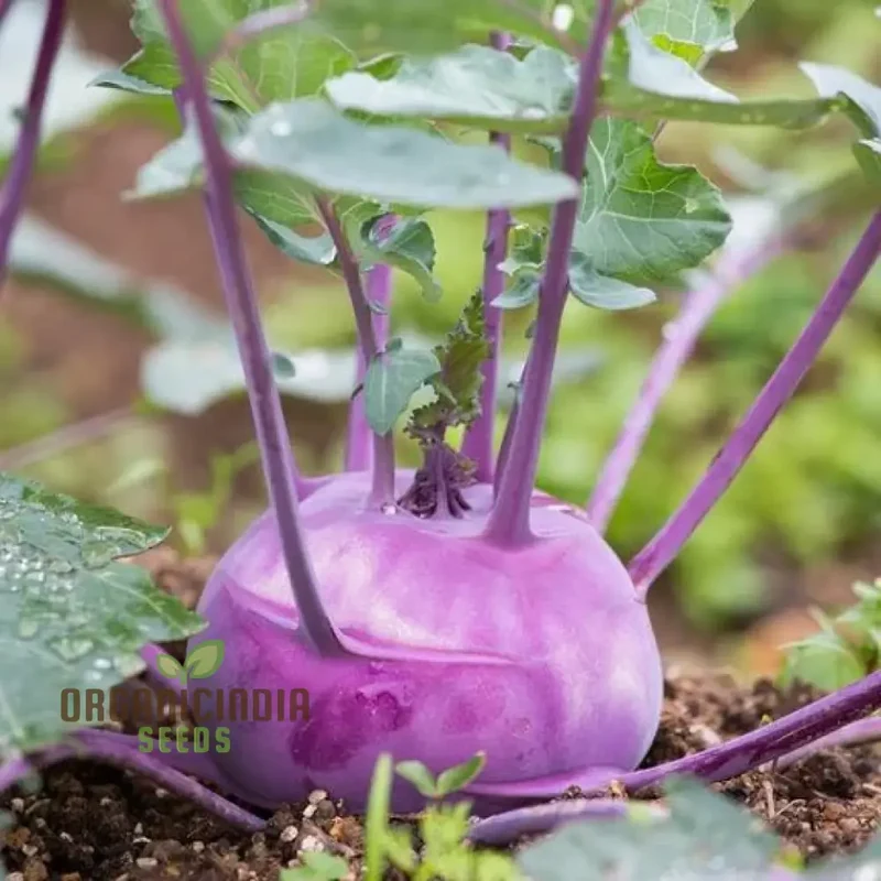 Kohl Rabi - Purple Vienna Seeds for Planting and Gardening - Premium Quality Seeds
